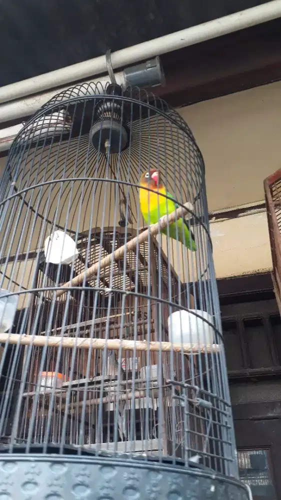 Jual burung lovebird jantan