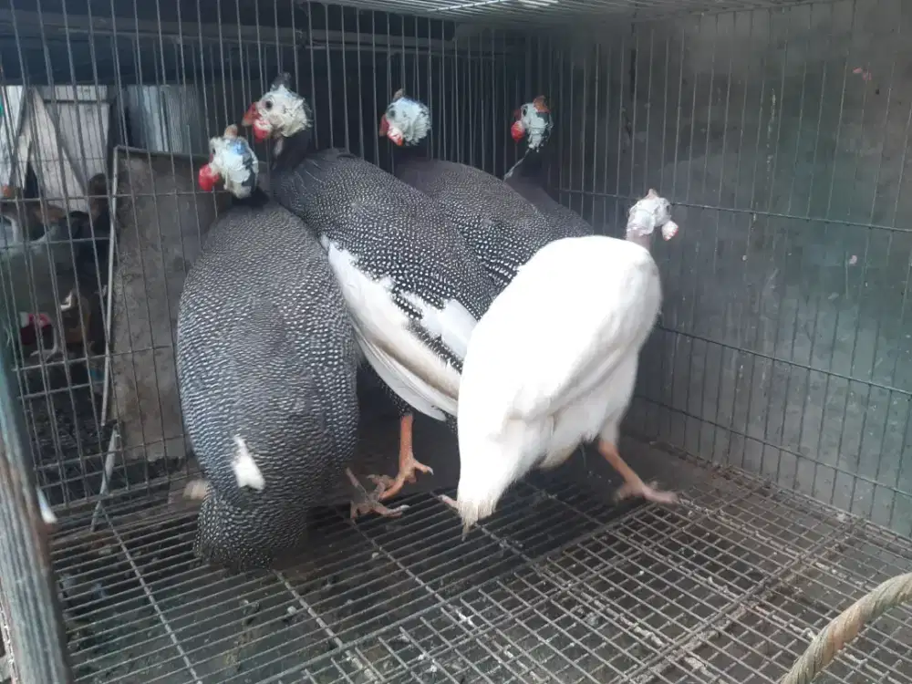 Jual Ayam Mutiara Sepasang