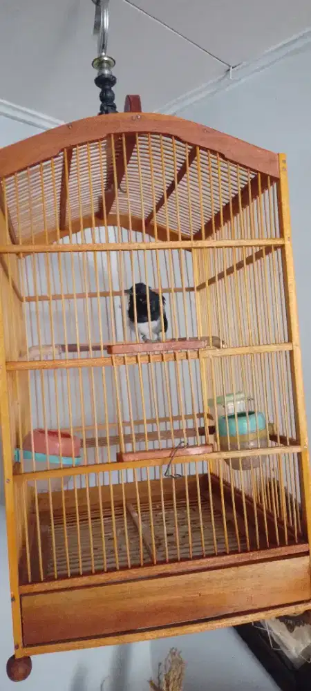 Kacer Priangan Lepas Trotol