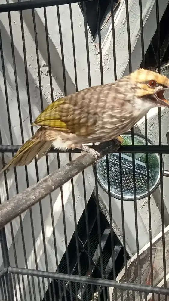 CUCAK ROWO gacor lagu bagus