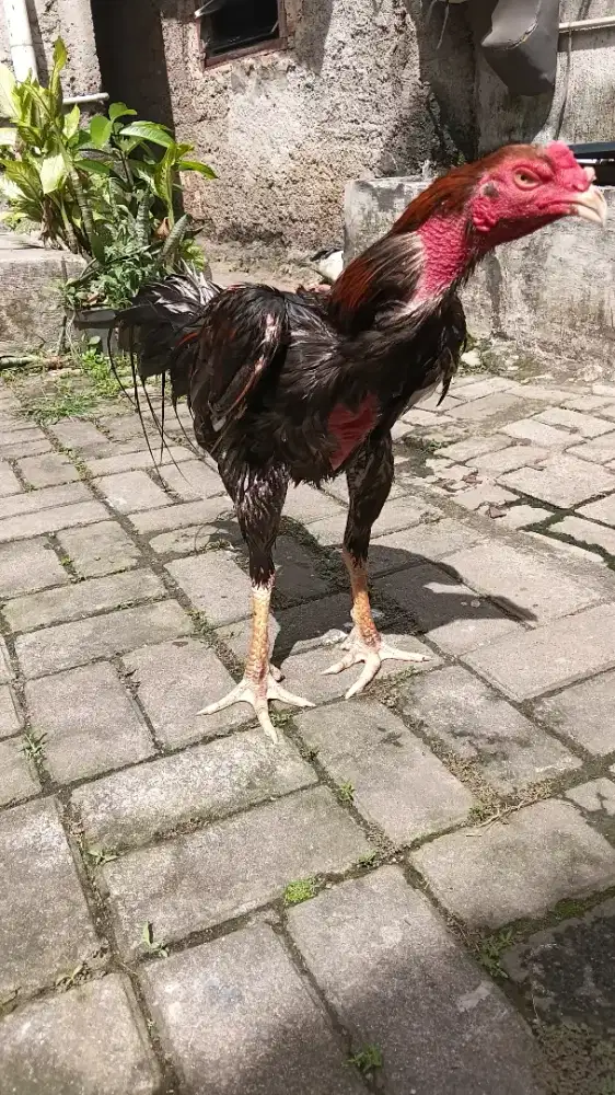 Si Rambo Jr sedang berjemur