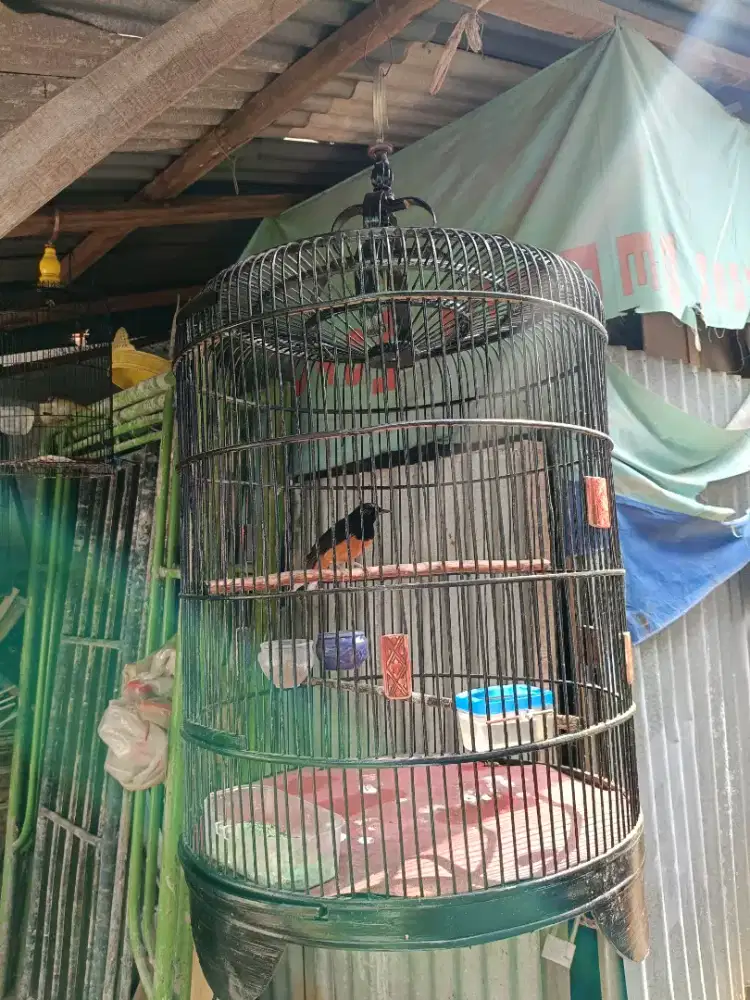 Murai Dokor Jantan Harian Brisik