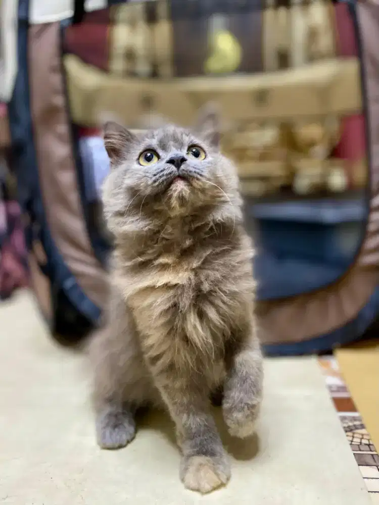 Kucing Persia Warna Abu - Abu