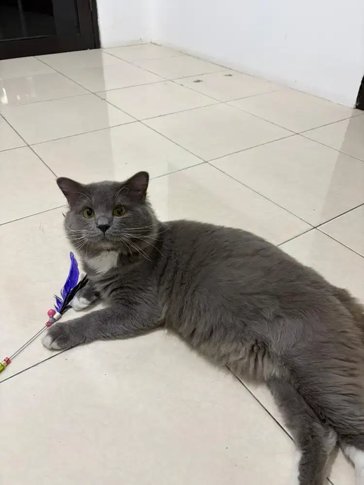 Kucing british short hair