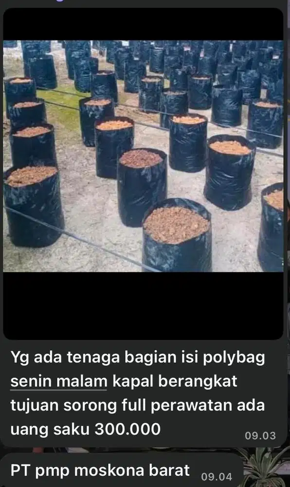 LOWONGAN KERJA PERAWATAN KEBUN KELAPA SAWIT