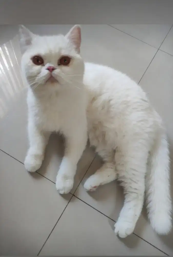 Kucing Exo putih solid