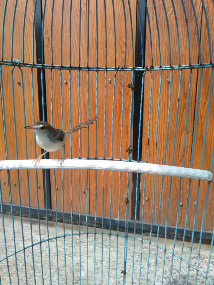 Ciblek sawah gacor jinak mulus