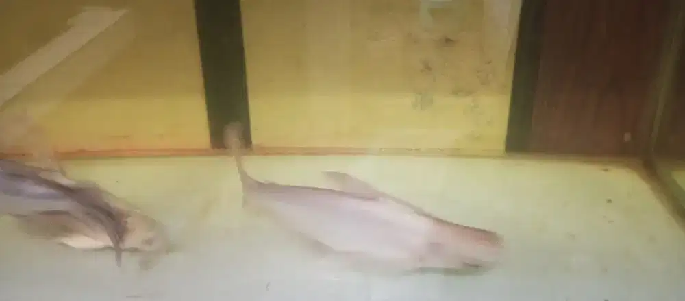 Ikan koi dan patin albino