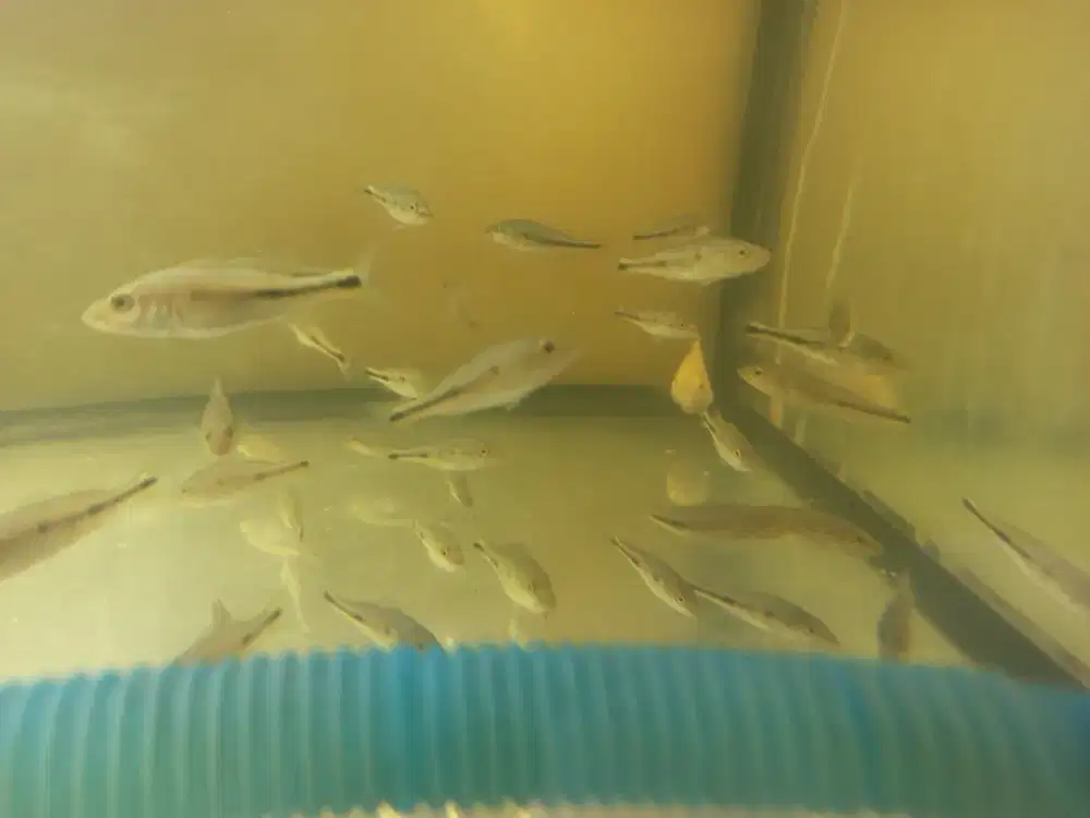 Ikan hias m0n0 pure 5-6 cm kurleb