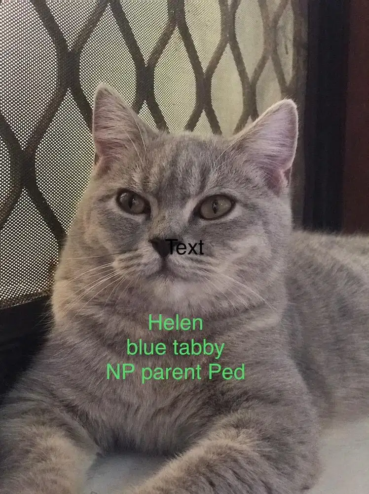 BSH blue Tabby female NP parent ped semi hibah khusus cat lovers