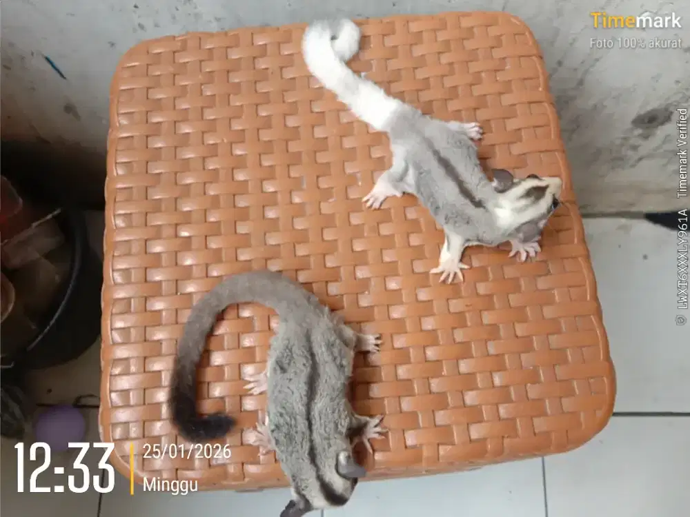 Joey sugar glider sepasang