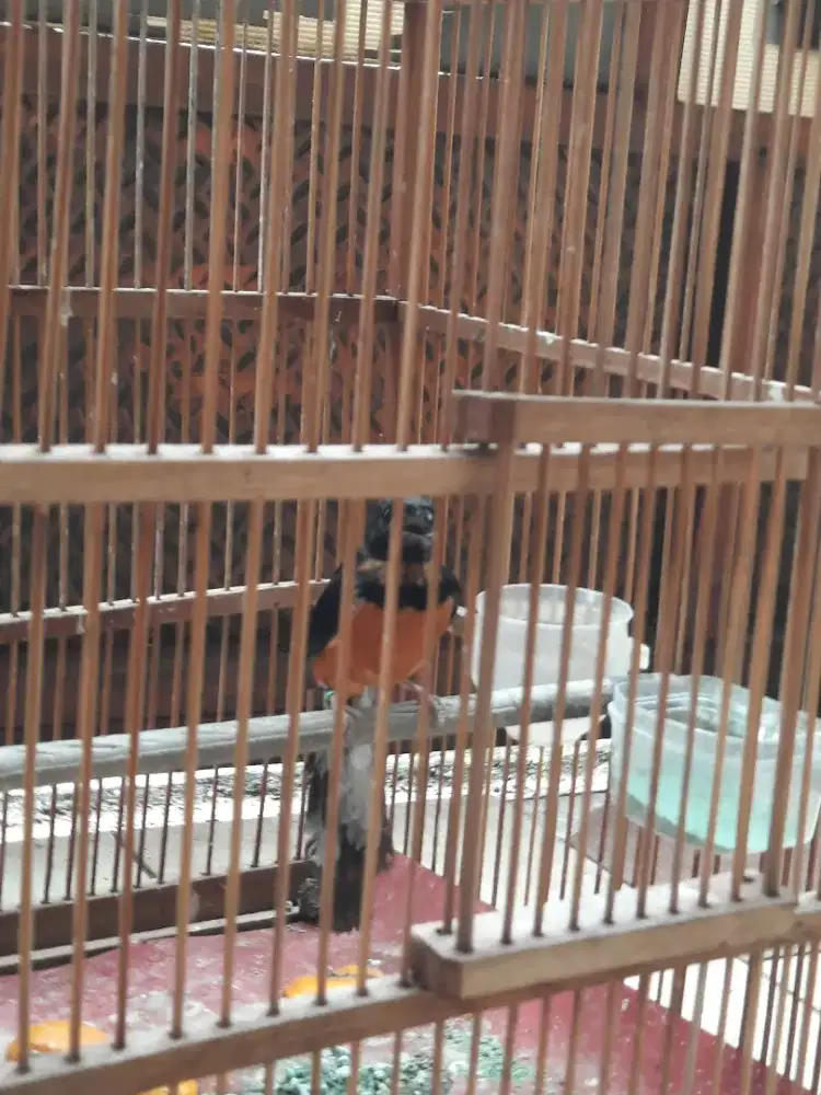 Trotol murai batu medan ternakan