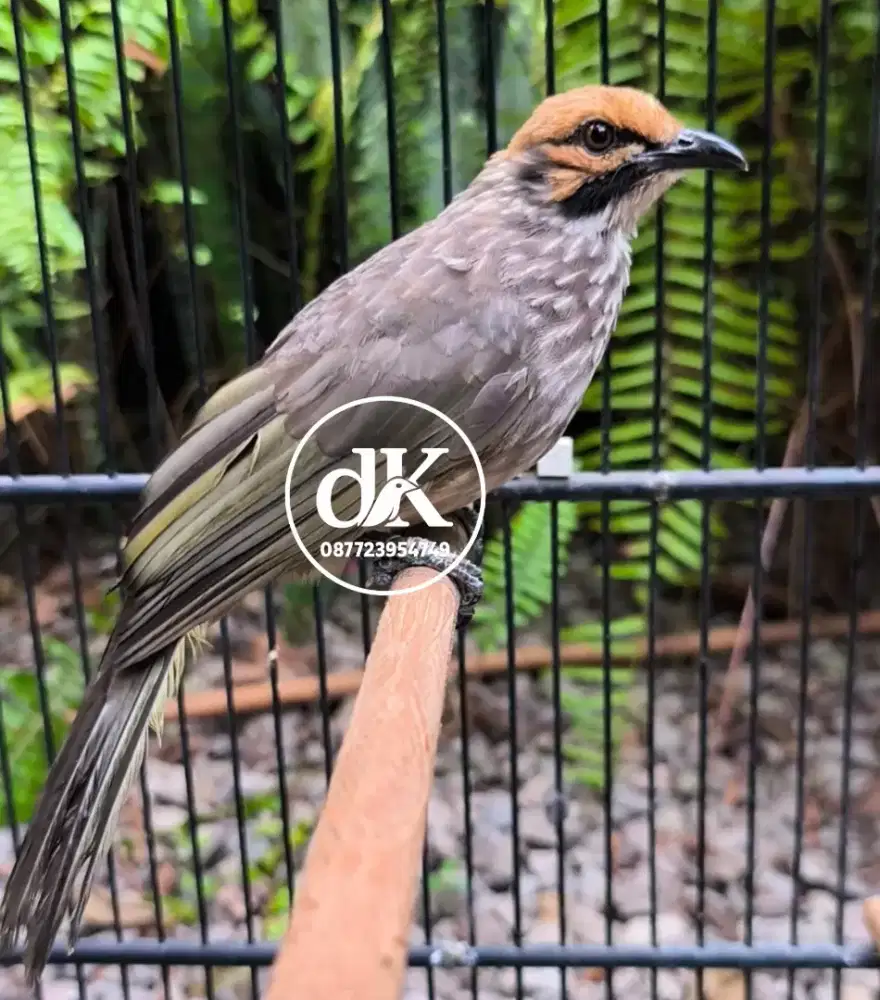 Cucak Rawa Remaja rajin bunyi