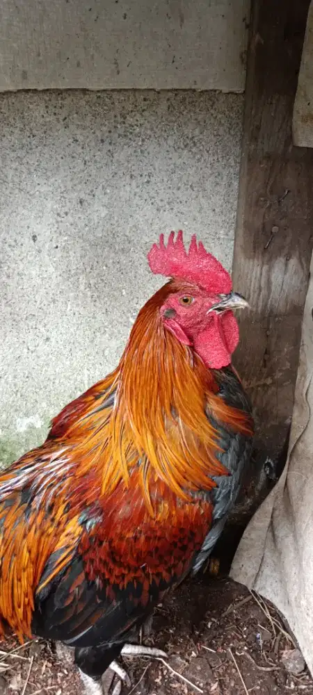 Ayam pelung usia 8 bulan