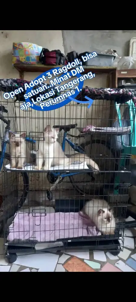 Kucing Ras Ragdoll 3 ekor jg bisa satuan Ragdoll Pure No Mix Non Ped