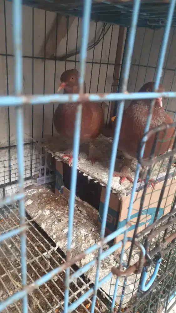 burung dara full jembros