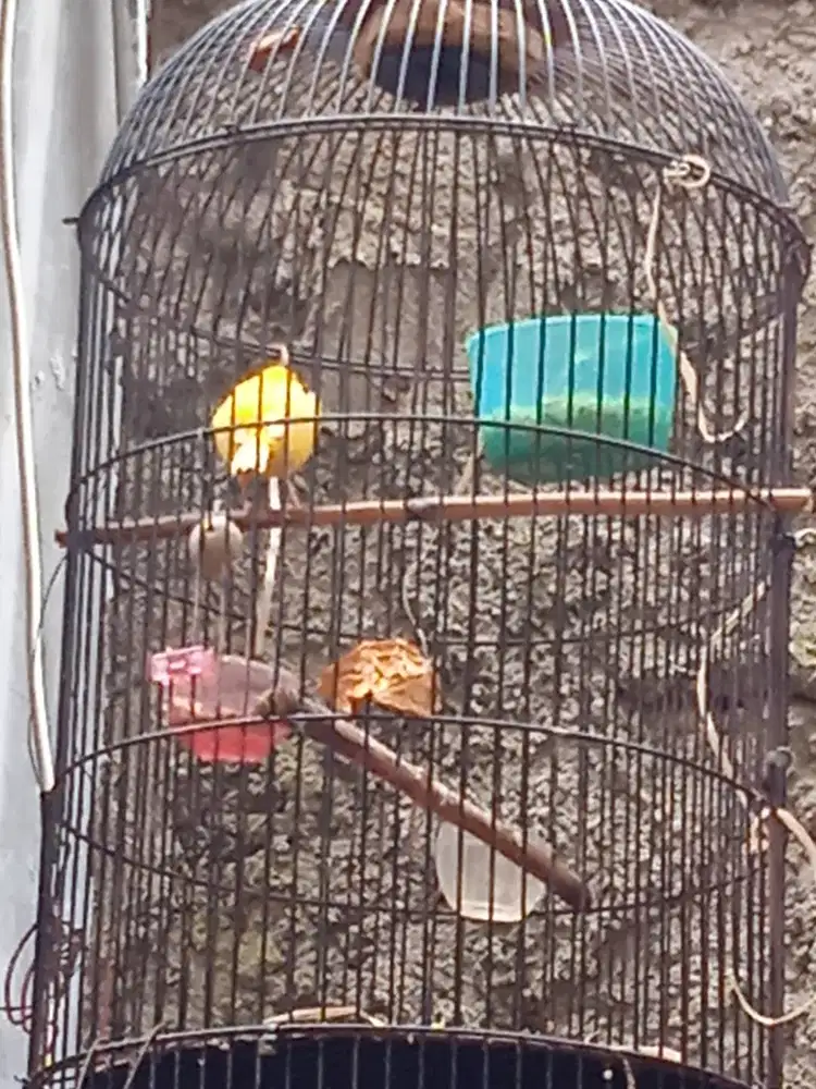 Canary Kuning Manyala