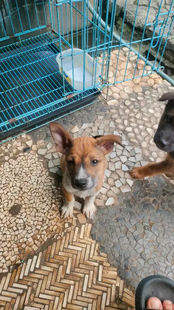 Anak anjing betina usia 1,5 bulan