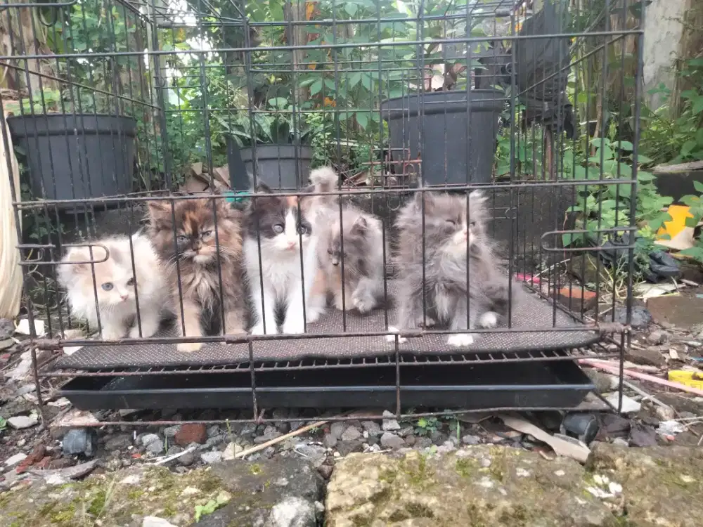 Anak kucing kitten persia