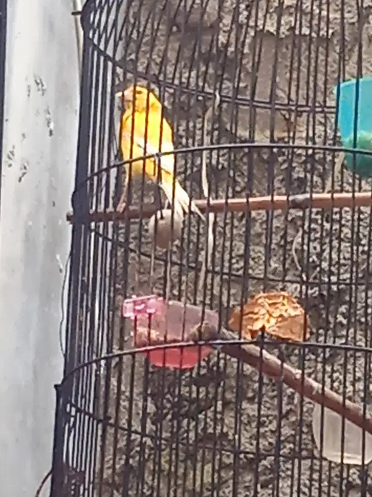 Kenari Kuning Menyala