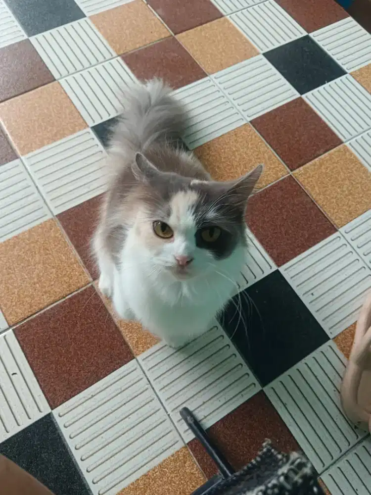 anabul Persian Himalaya