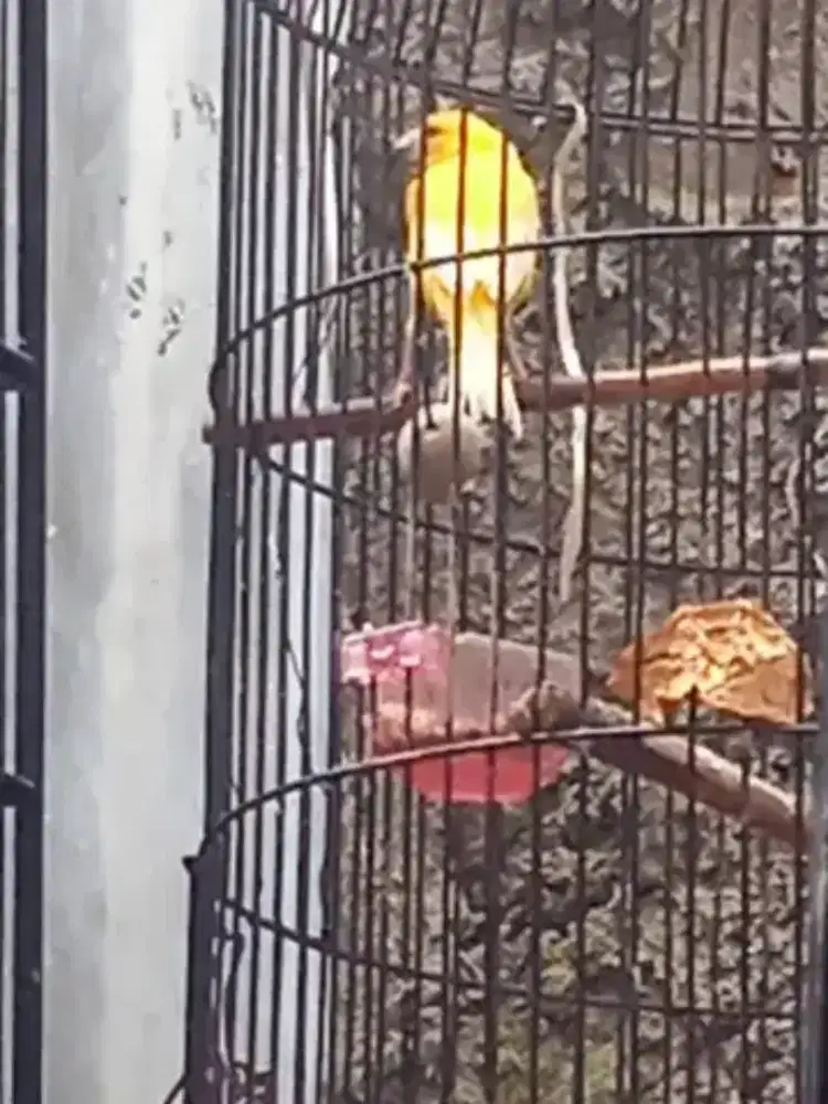 Canary Kuning Manyala