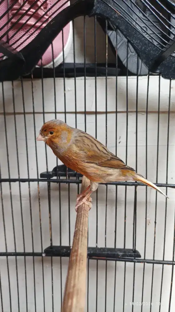 Kenari AF gacor isian ciblek