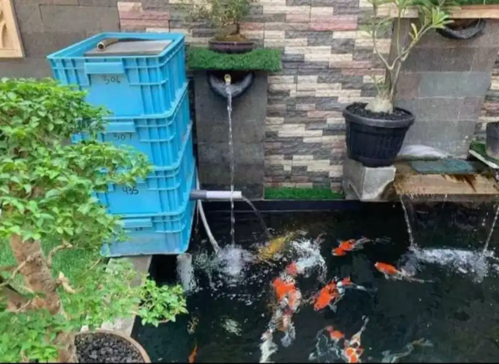 Filter chamber ikan koi, filter kolam, filter air kolam ikan