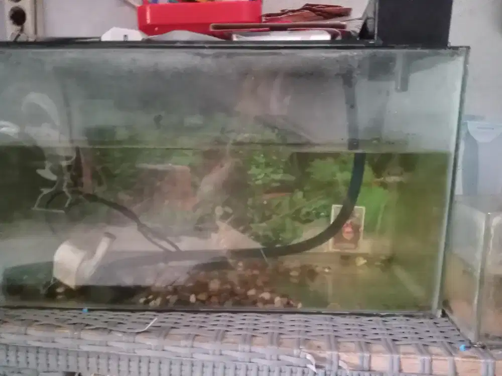 Ikan chana asiantika