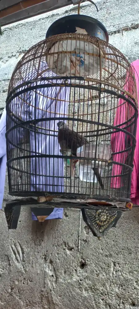 tekukur  burungnya ajja ya