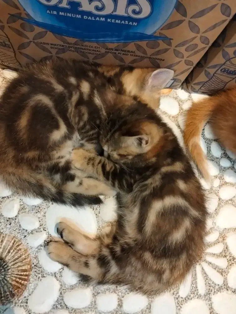 Kitten Persia marble flatnose