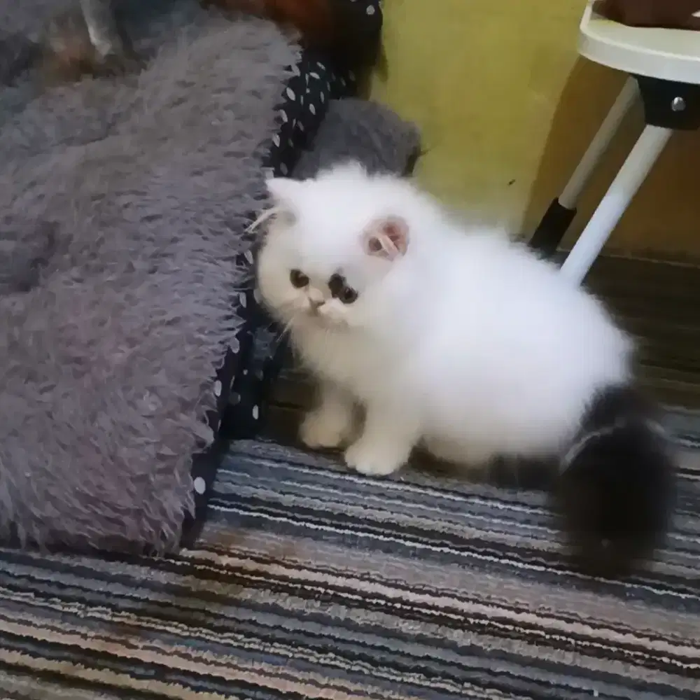 Kucing Persia Flatnose Jantan Super
