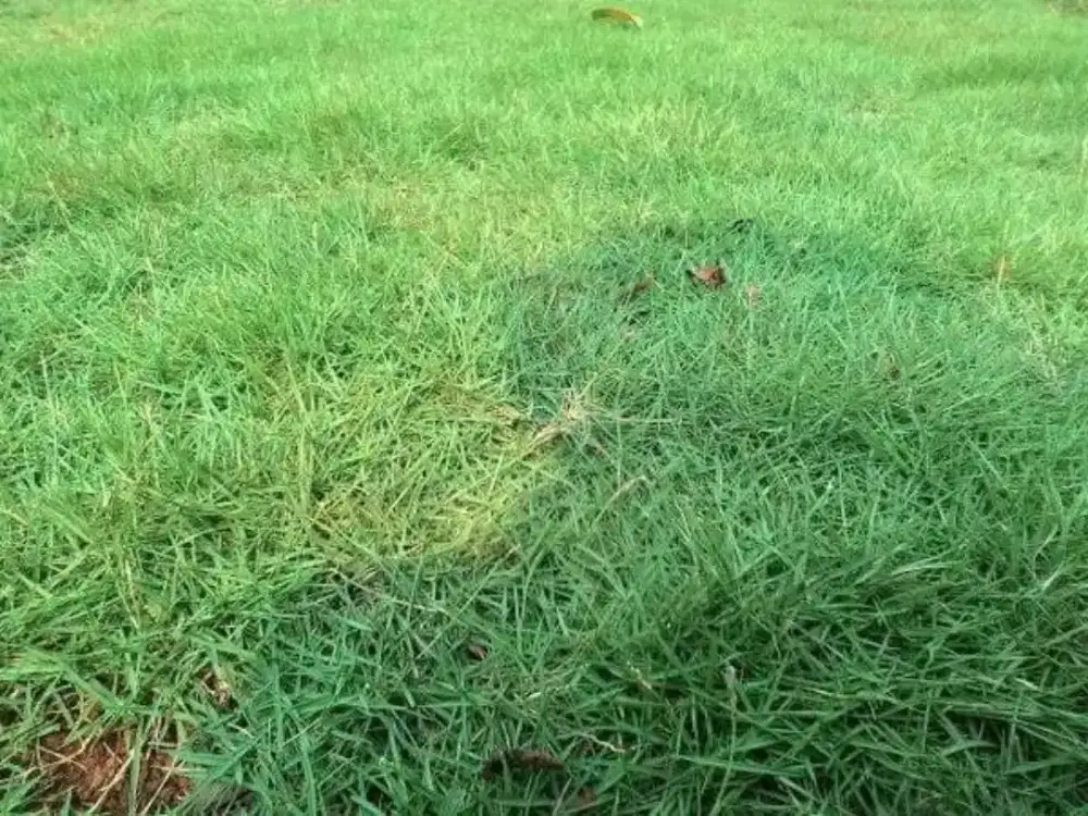 Rumput Jepang - Rumput Peking