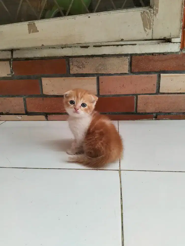 Kitten Scottish fold marble