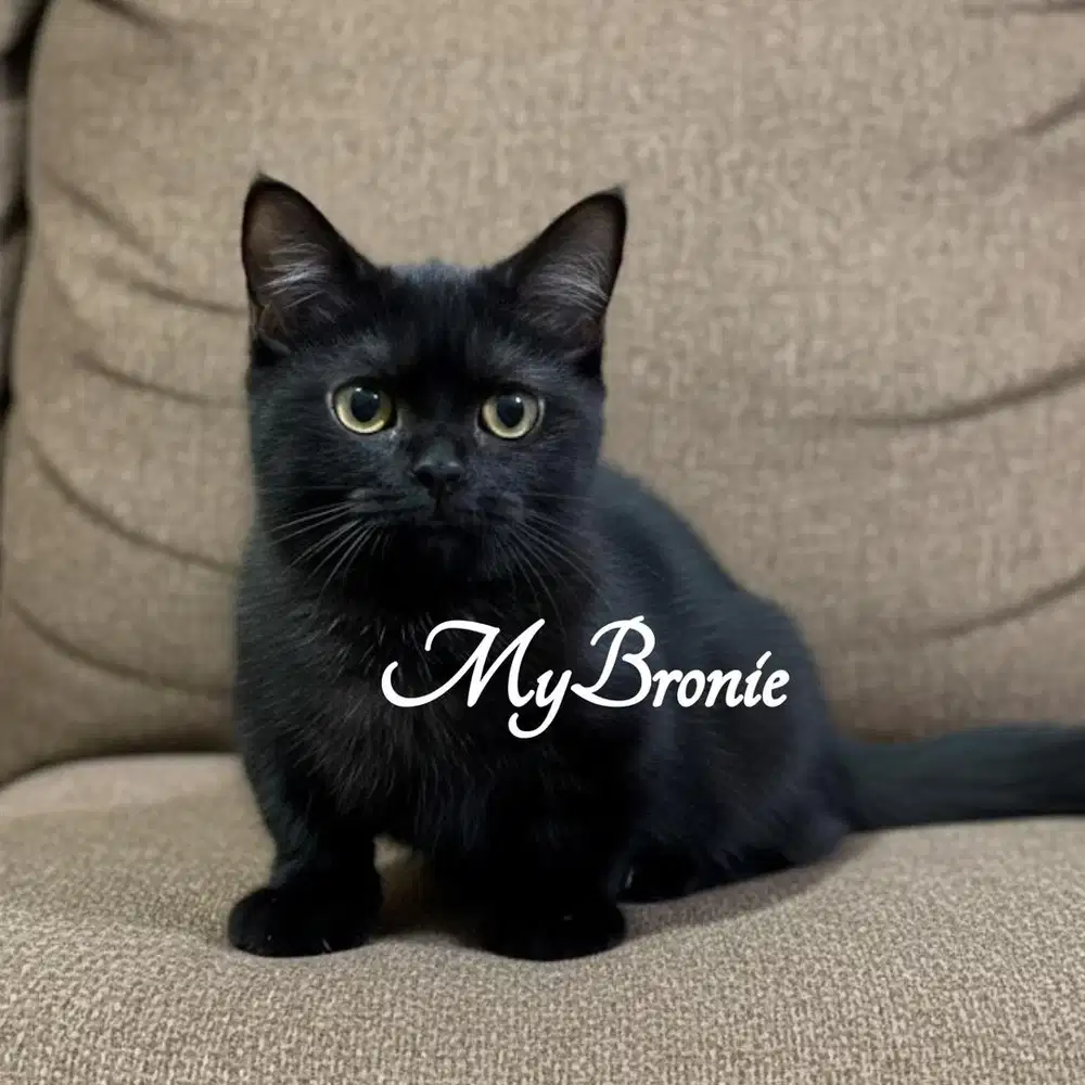 Kucing munchkin british betina 4 bulan