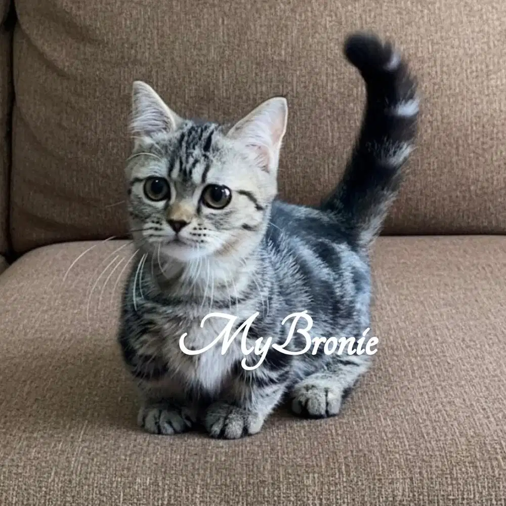 Kucing munchkin british shorthair 4 bulan