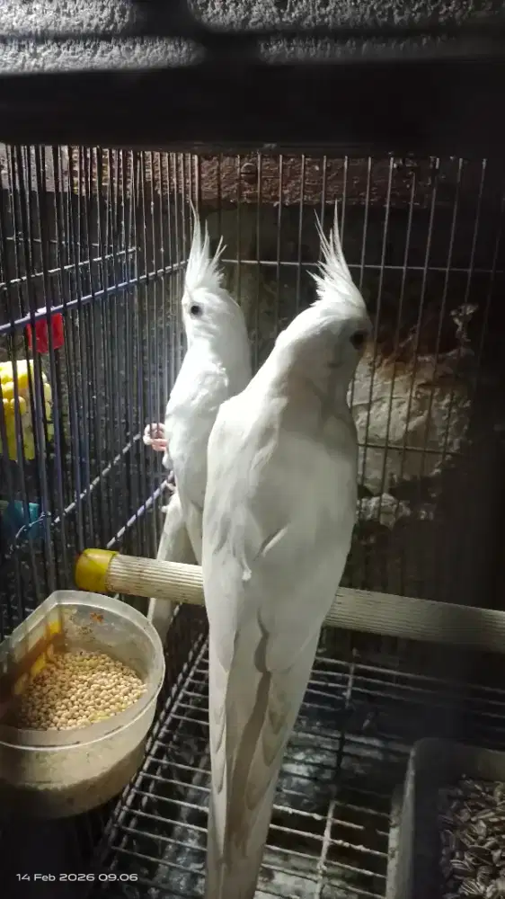 Parkit Australia albino putih polos