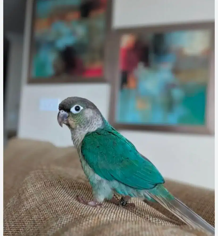 Burung Torquis connur