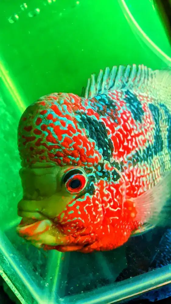 Ikan Lou Han Cencu Full Mutiara Cacing