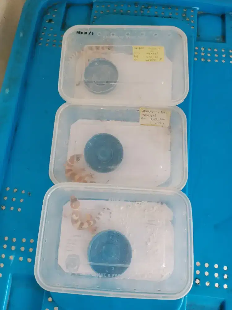 Borongan 3 ekor baby gecko mandiri