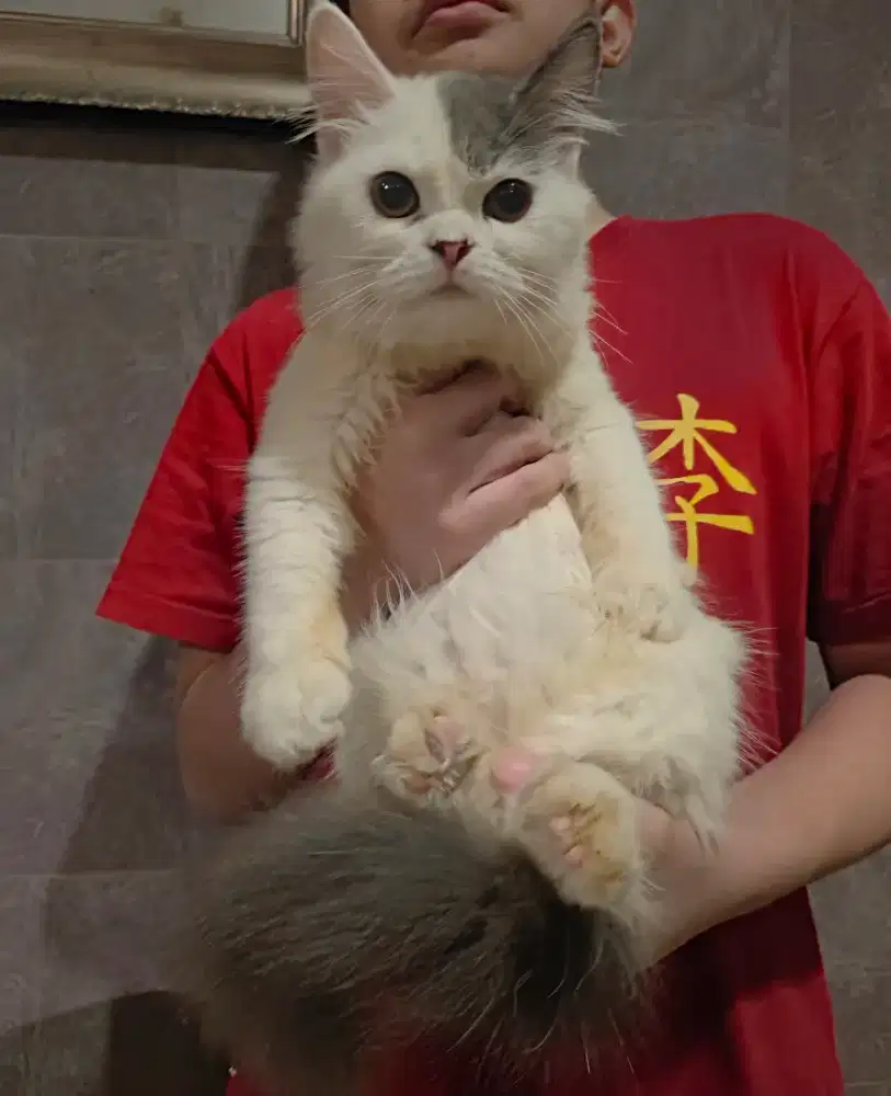 Kitten Persian Jantan 5bln