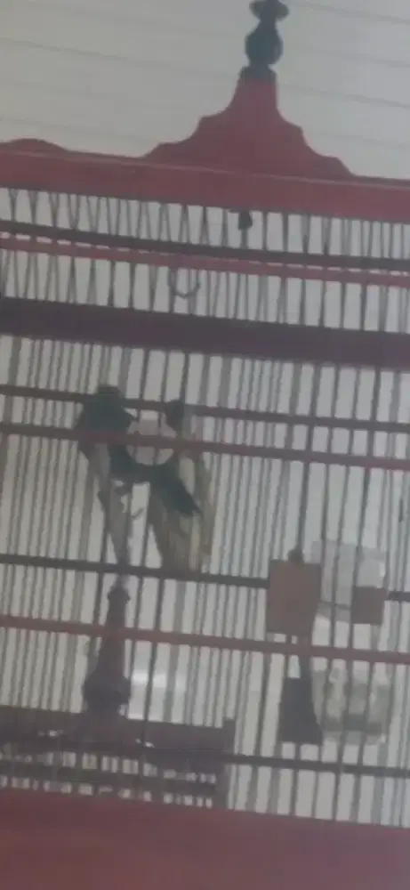 Cungko gacor materi isian mewah