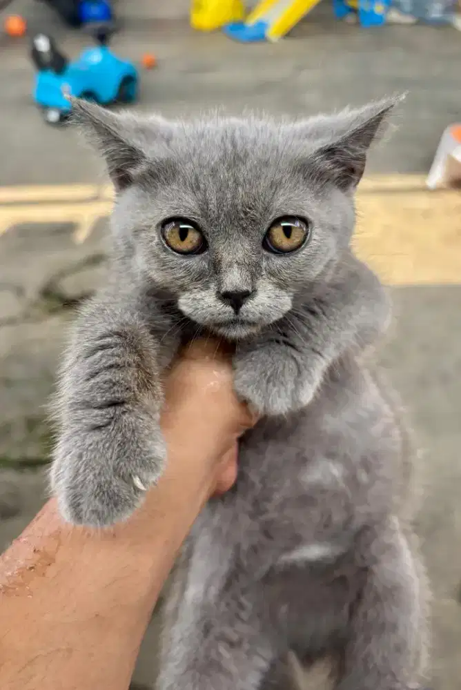 BSH (British Short Hair) Pure 2,5bln Betina