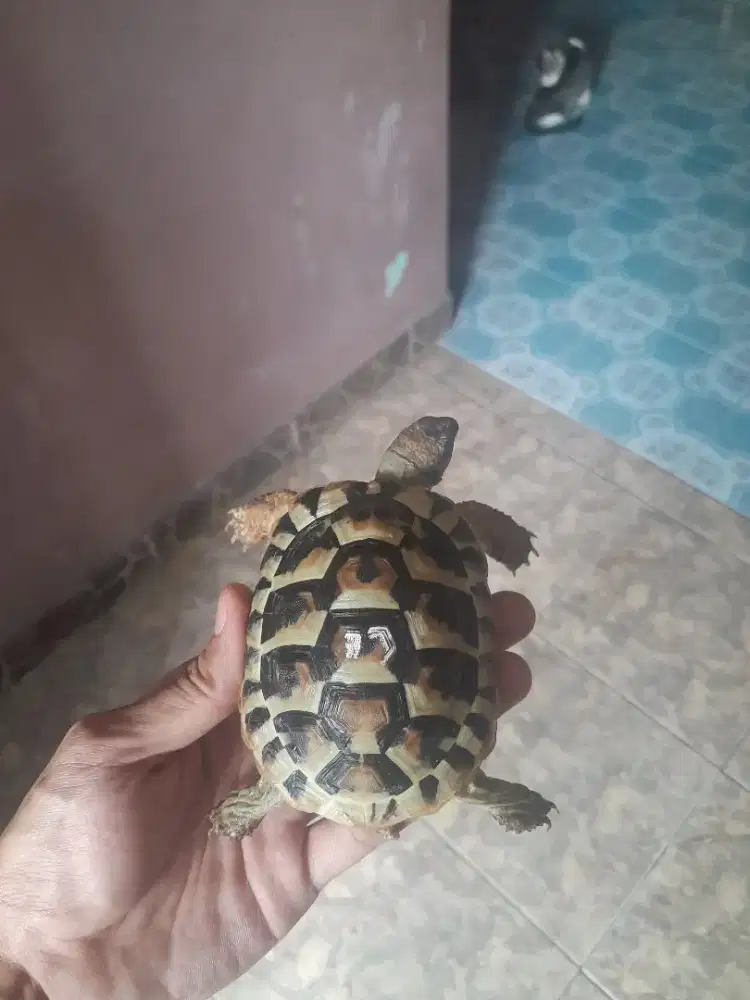 KURA-KURA DARAT HERMANI SIZE 10CM