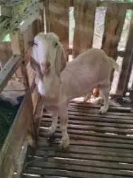 10 ekor kambing betina afkir majir bobot 50-60kilo 3-4 tahunan manteb