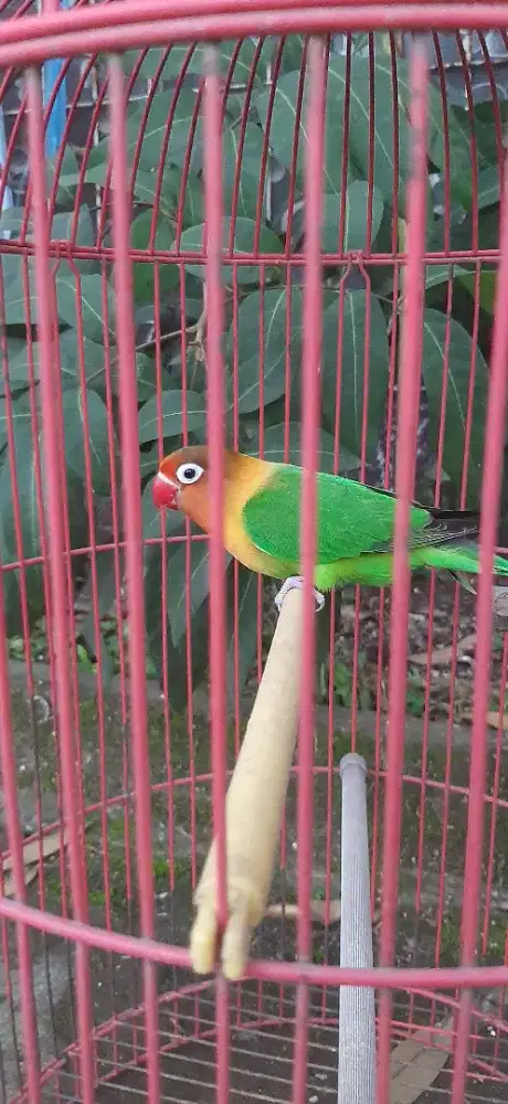 Burung Love Bird LB Lovebird Betina