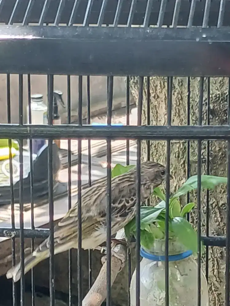 Paud blactroot umur 1 bulan sdh ngriwik hari2