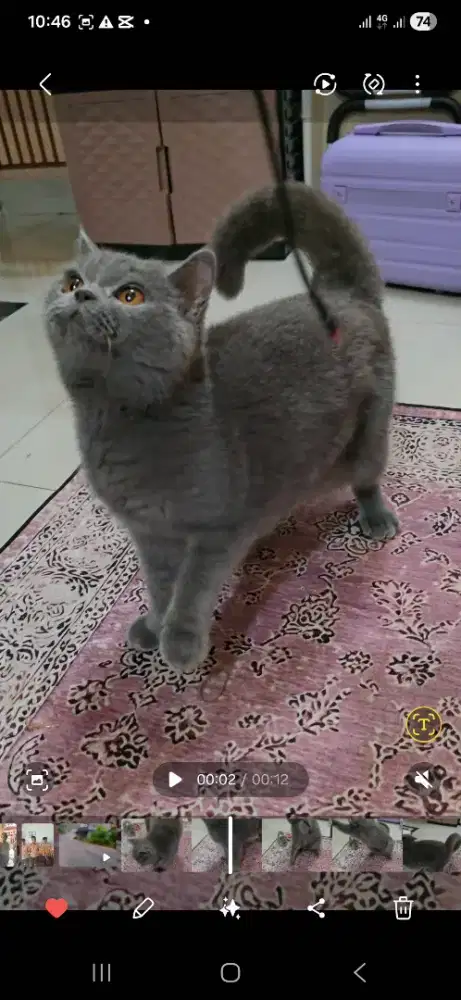 Kucing bsh betina usia 4 tahun
