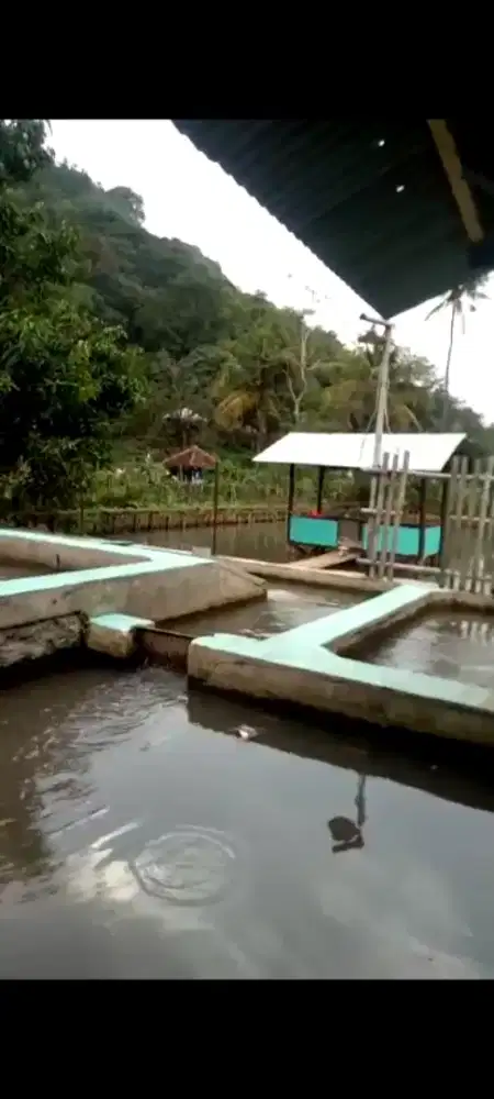 Jual cepat kolam ikan deras