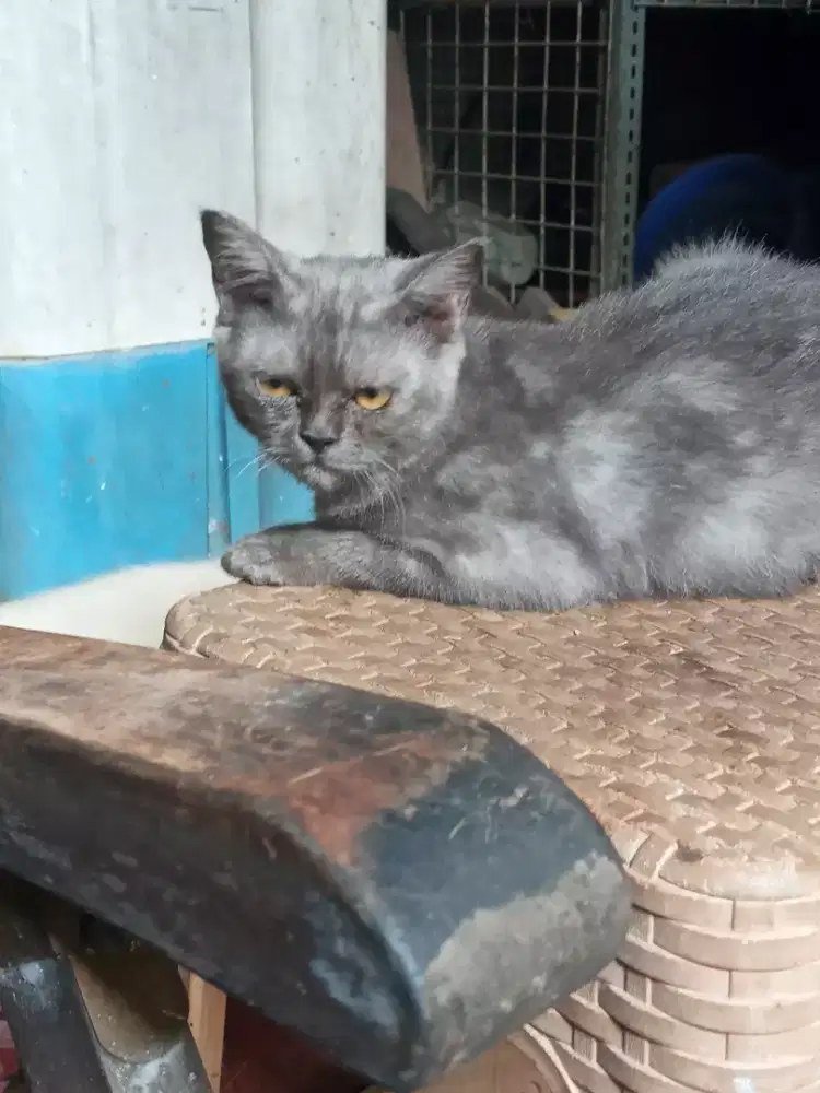 Jual kucing BSH BLUE betina umur 6 bln